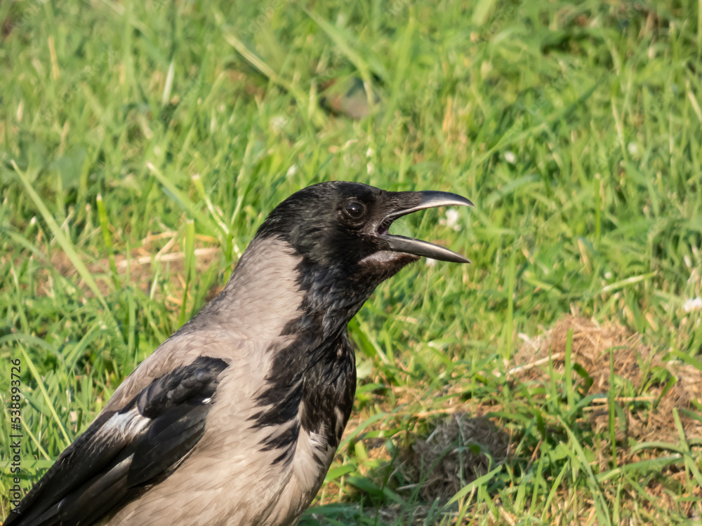 Fototapeta premium The hooded crow (Corvus cornix) standing on the ground with green grass in the background