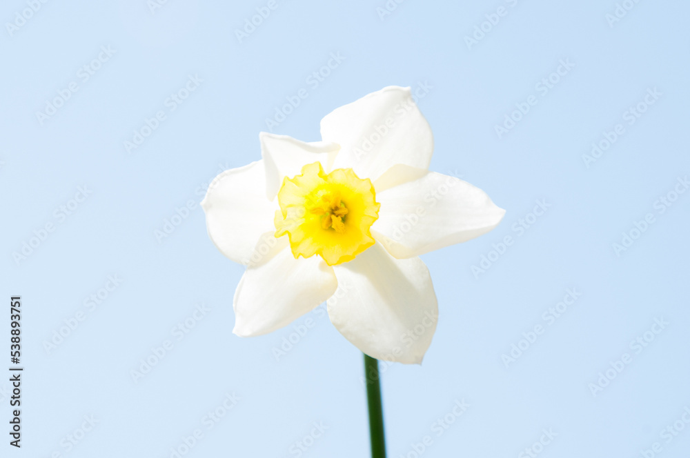 daffodils isolated on white daffodils isolated on white