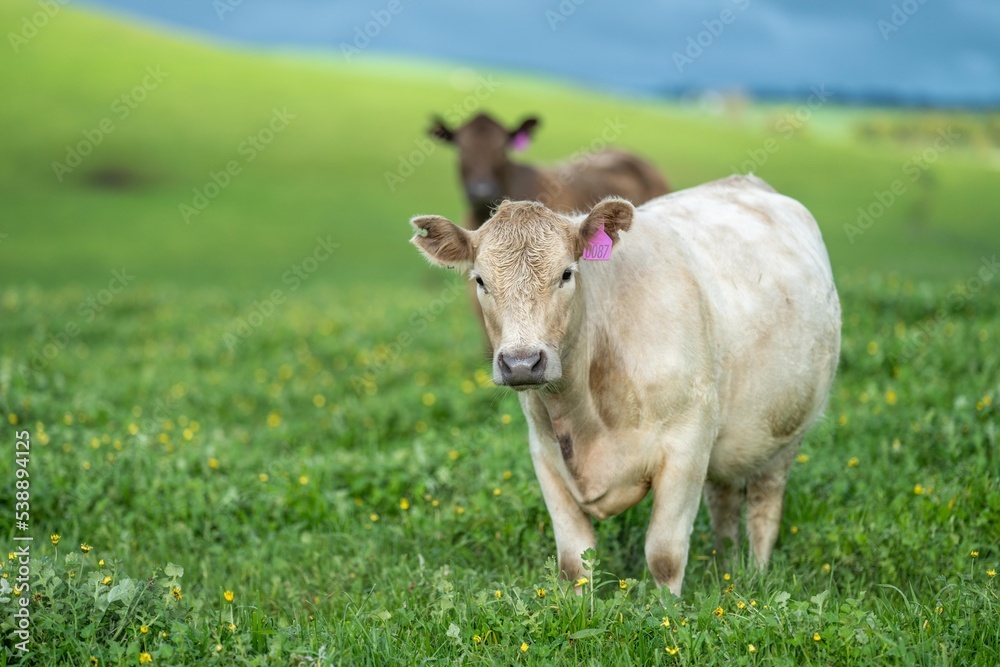 Regenerative agriculture cows in the field, grazing on grass and pasture in Australia, on a farming ranch. Cattle eating hay and silage