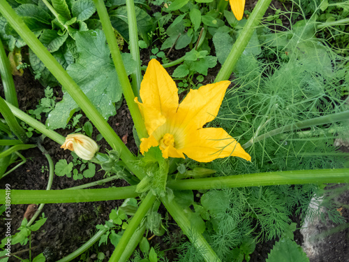 Close-up of big, yellow flowers of zucchini growing on plant growing in backyard garden before beginning to bear fruit