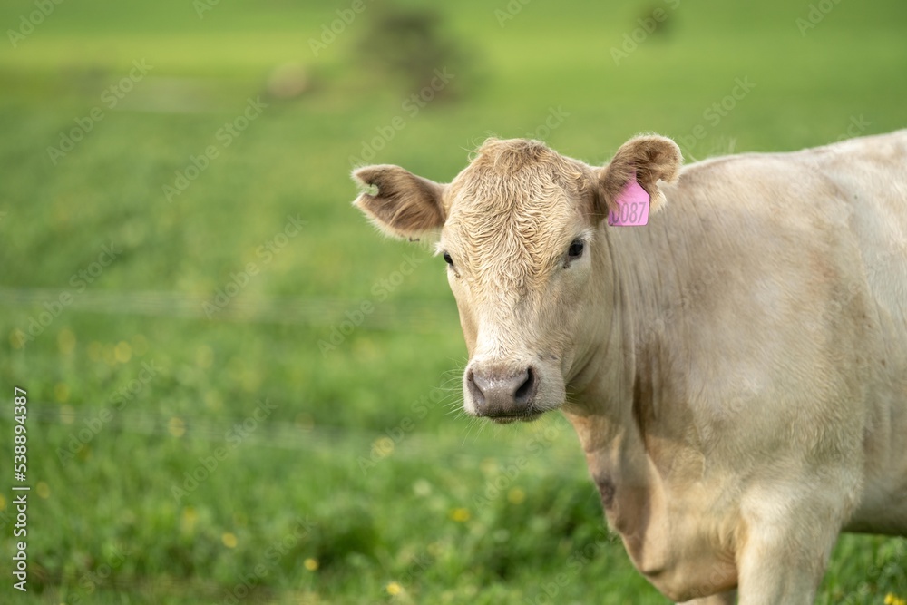 Regenerative agriculture cows in the field, grazing on grass and pasture in Australia, on a farming ranch. Cattle eating hay and silage