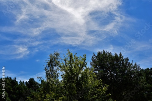 trees and clouds