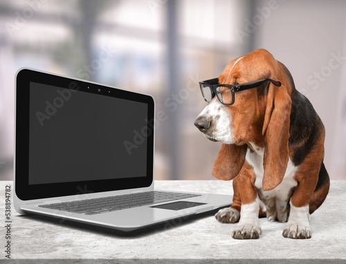 Cute dog wearing glasses use laptop.