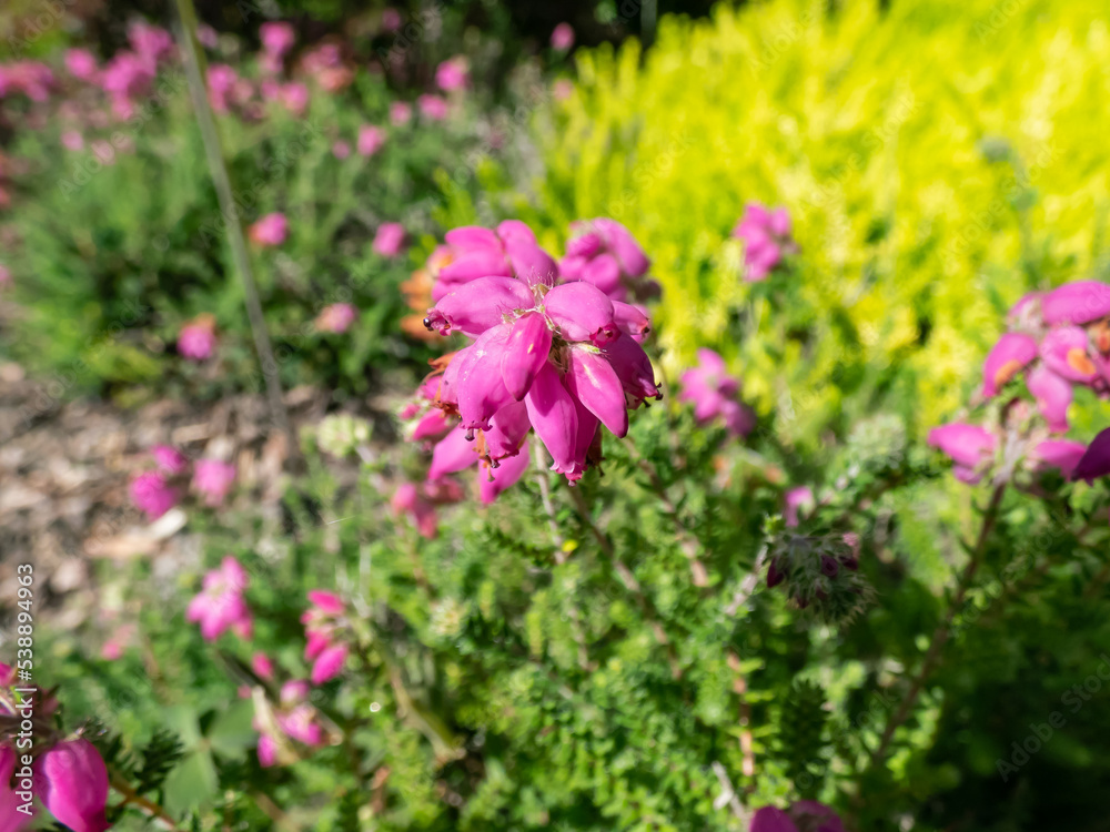 Fototapeta premium Heather (Erica x watsonii) 'Mary' with tiny, needle-like, dark green leaves flowering with racemes of urn-shaped lilac-purple flowers with constricted mouths
