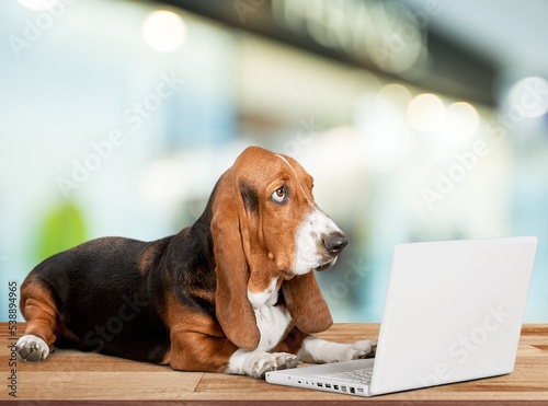 Cute dog wearing glasses use laptop.