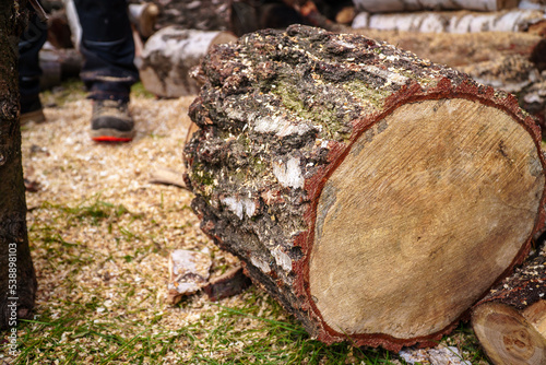 Fototapeta Naklejka Na Ścianę i Meble -  Drewno na opał.