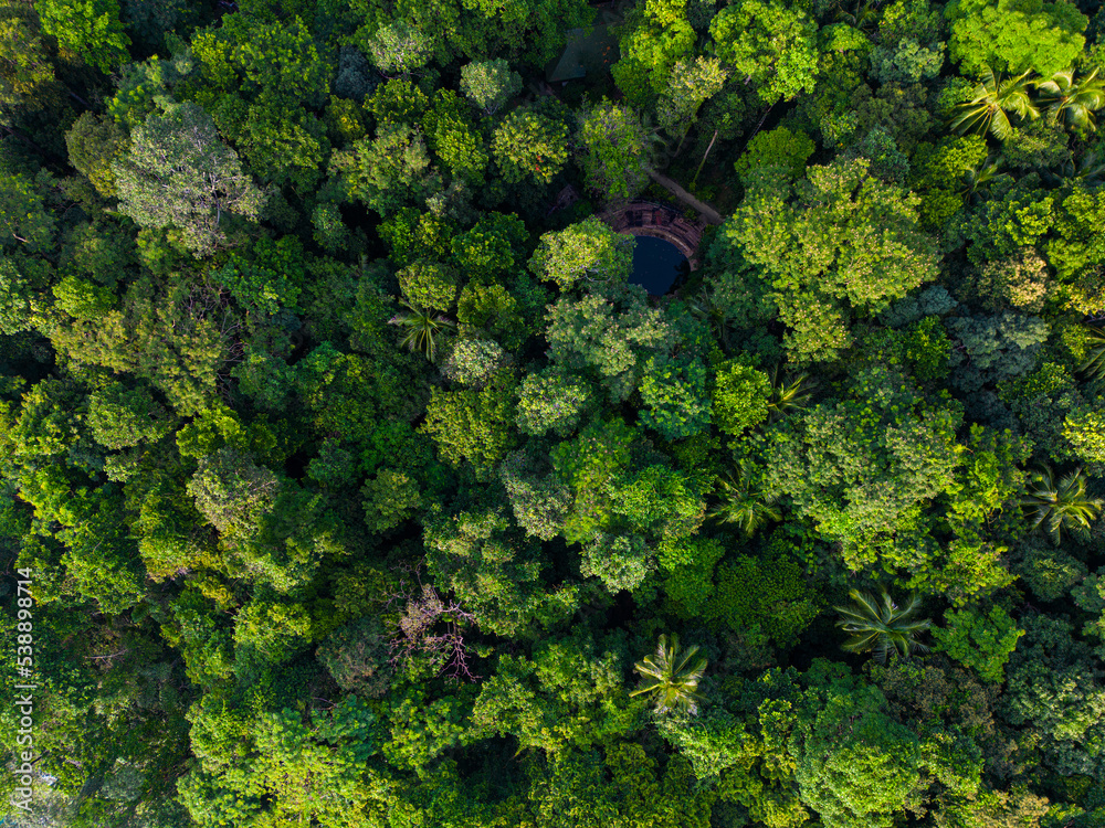 Naklejka premium Tropical mountain rainforest with various tree nature landscape