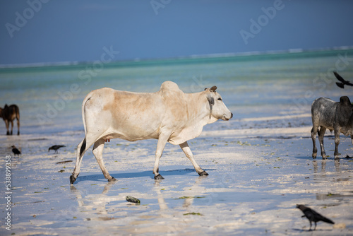 cows play on the beach near the water