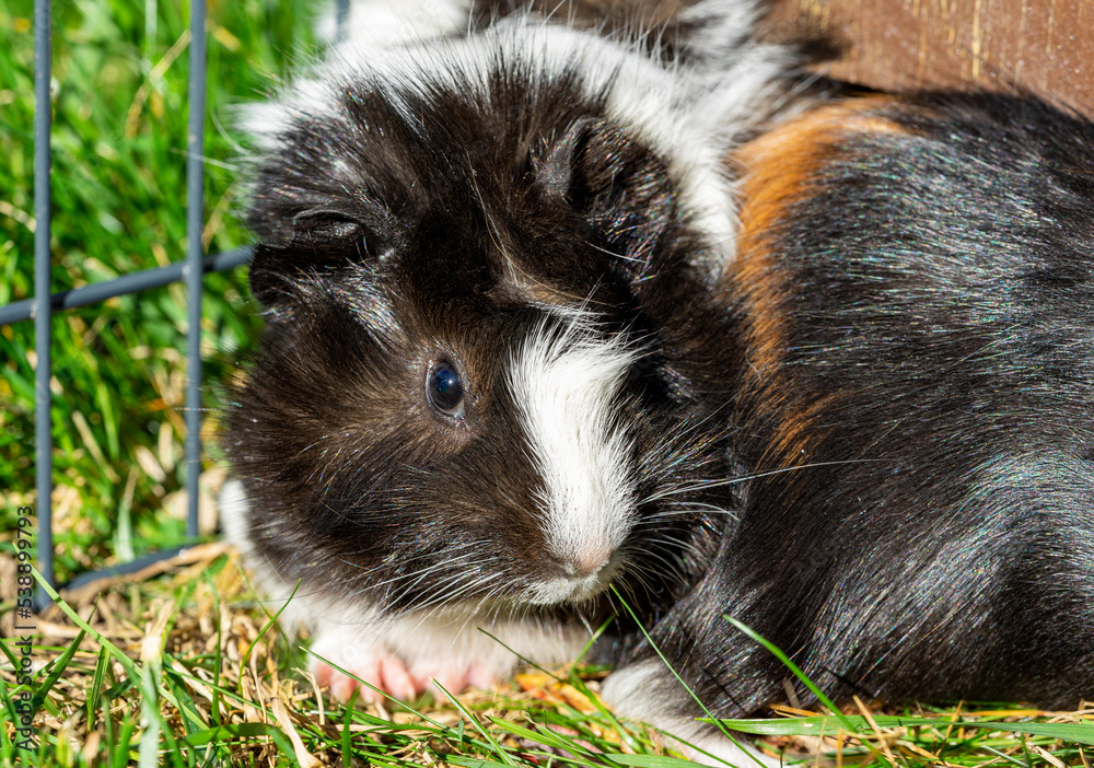 Rosetten und Glattes Meerschweinchen Rosetten und Glattes Meerschweinchen