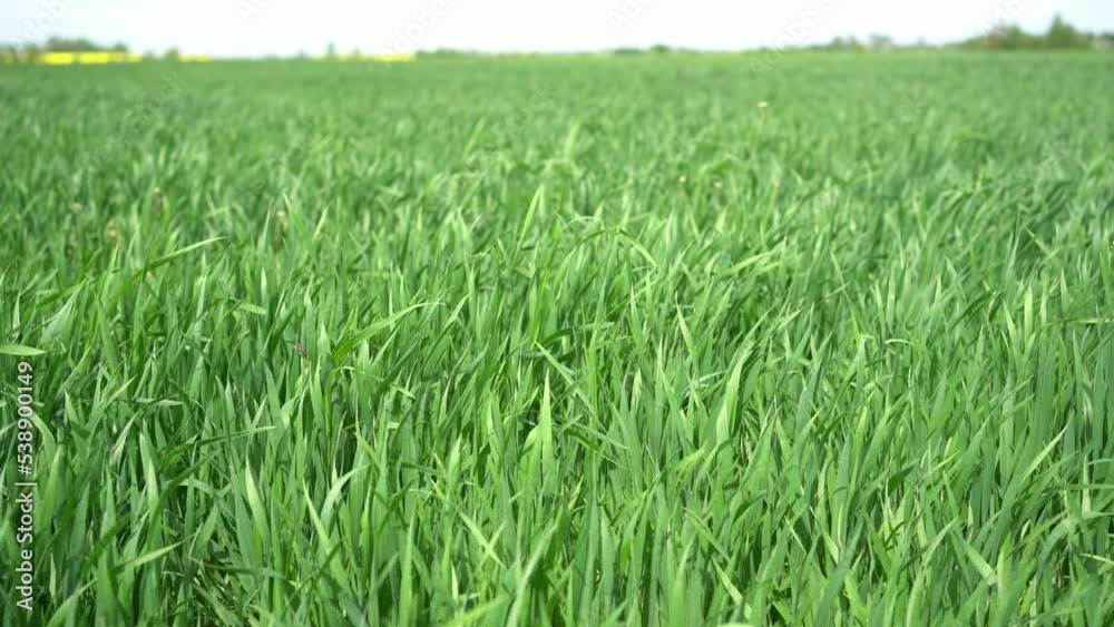 Young, green winter wheat grows in the field
Young, green winter wheat grows in the field
