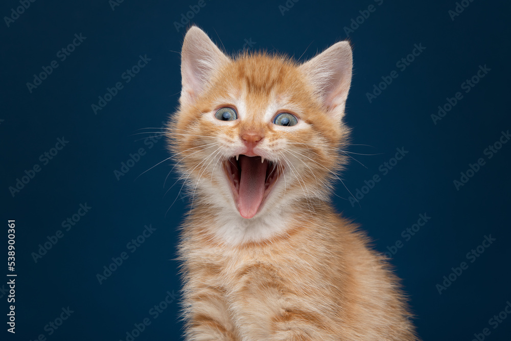 Funny portrait of an adorable ginger kitten screaming with its mouth wide open looking at the camera on a blue background