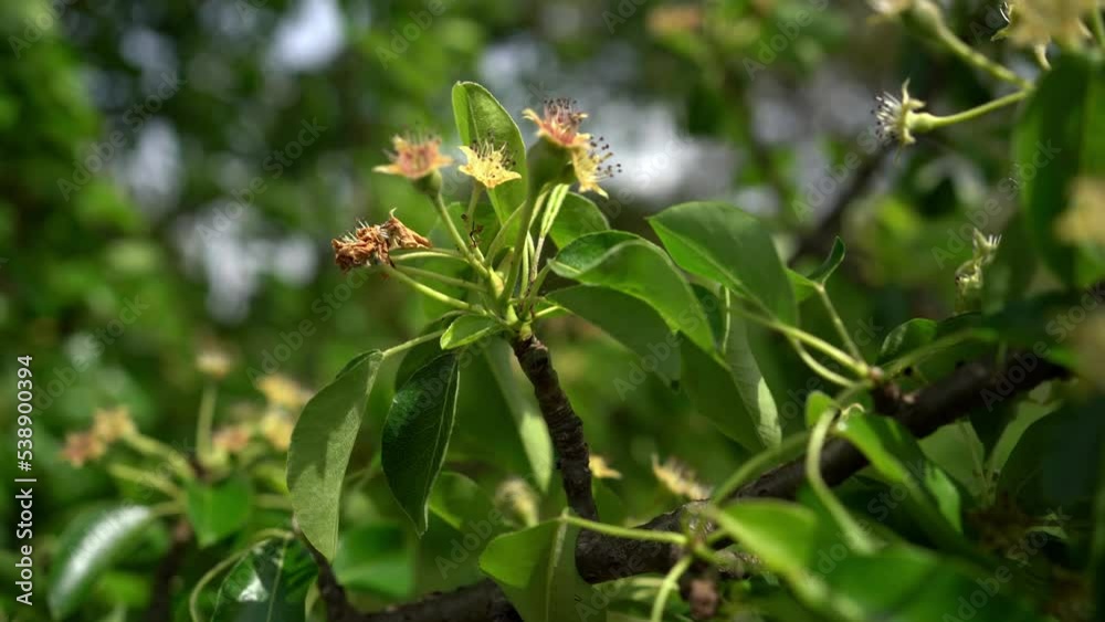 Pear blossoms, white flowers, tree with flowers in spring
Pear blossoms, white flowers, tree with flowers in spring