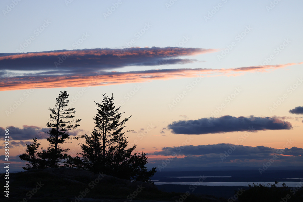 Obraz premium Trees in the sunset
