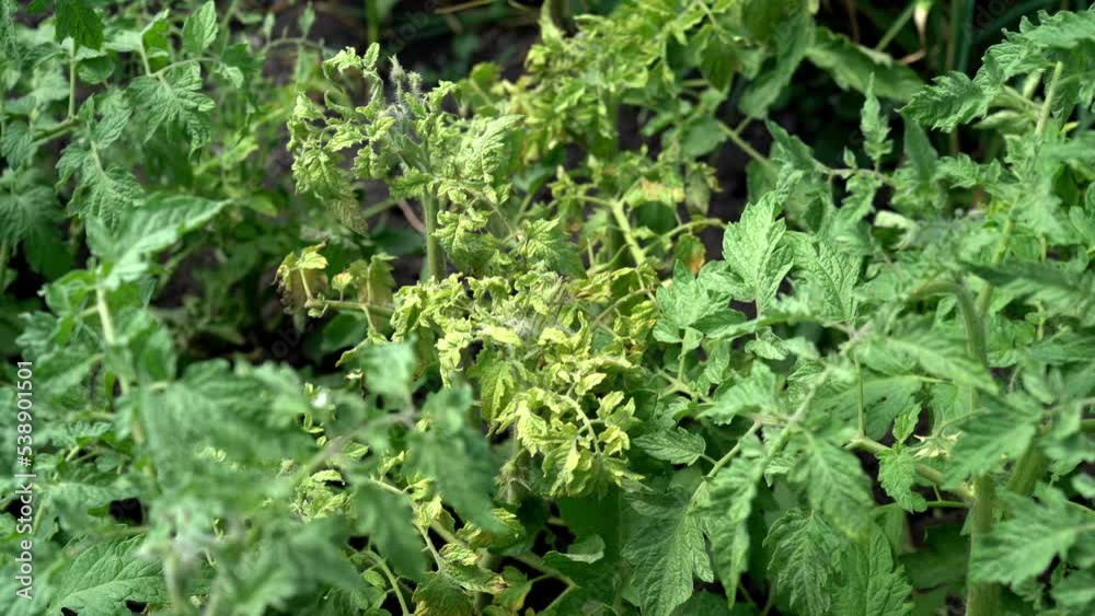 A tomato bush is affected by late blight disease - twisted leaves, yellowing leaves next to a healthy plant. A tomato bush is affected by late blight disease - twisted leaves, yellowing leaves next to a healthy plant.
