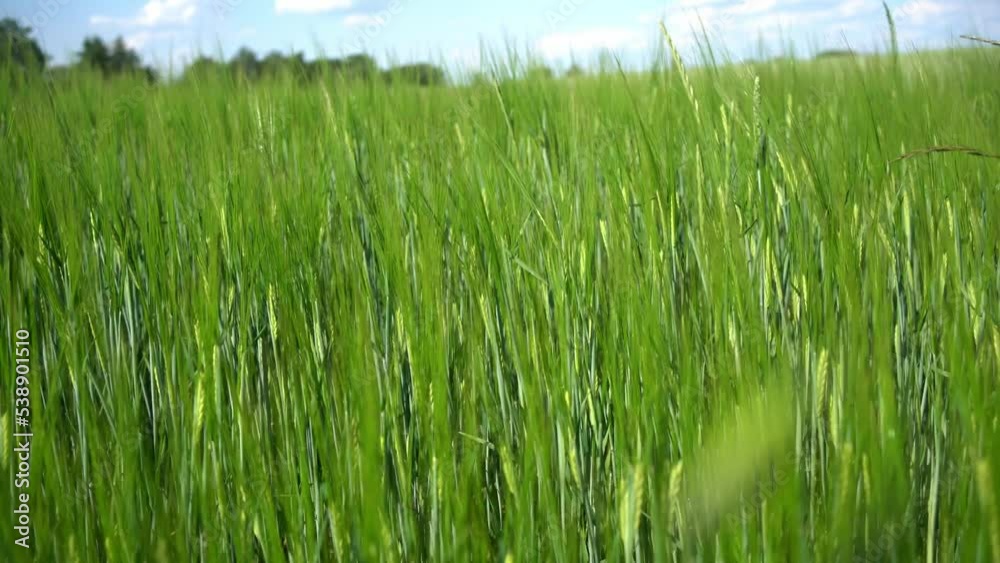 Green ears of barley on a sunny day. A growing field of agriculture. Green ears of barley on a sunny day. A growing field of agriculture.