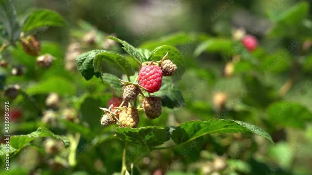 Close-up of a raspberry bush with ripe berries Close-up of a raspberry bush with ripe berries