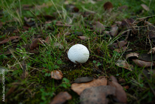 mushrooms or fungi in their natural mountain environment