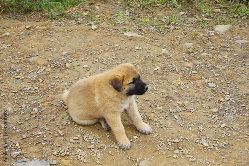 Little cute puppy sitting on the dirt ground photo