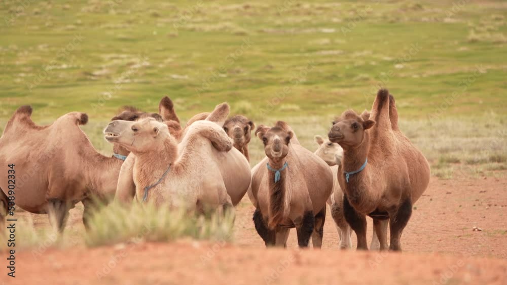 Camels stand in the green steppe. close-up Camels stand in the green steppe. close-up