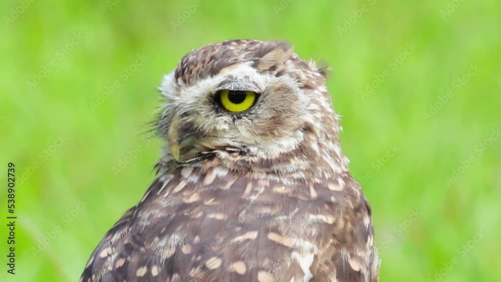 Zoom in of owl looking into lens. Zoom in of owl looking into lens.