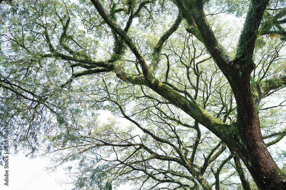 tree branches spread out under the beautiful morning light tree branches spread out under the beautiful morning light