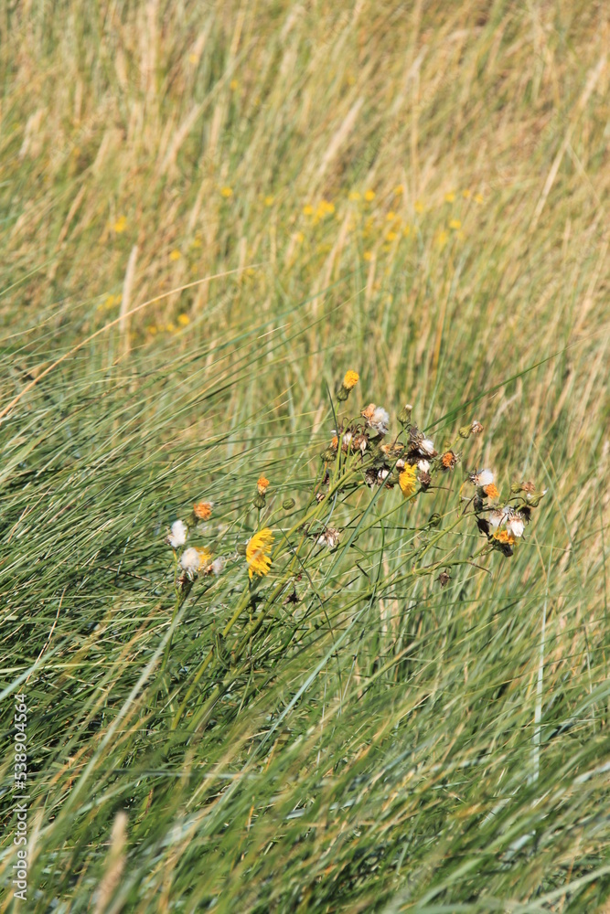 Grass landscape with yellow flowers Grass landscape with yellow flowers