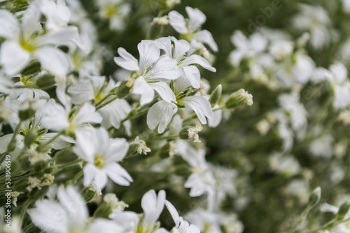 Closeup shot of mouse-ear chickweeds (Cerastium) in the garden photo