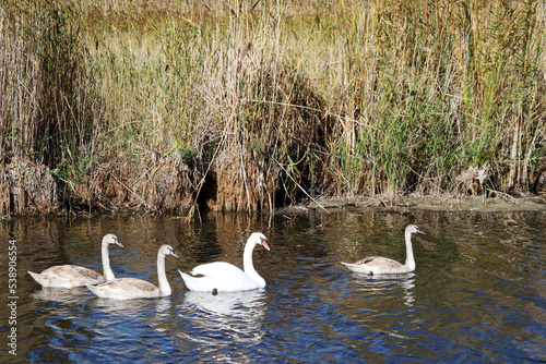 Fototapeta Naklejka Na Ścianę i Meble -  family of swans on a river in wilderness