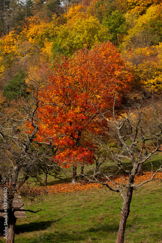 Brightly colored autumnal landscape. A forest with its autumn colors, yellow green orange red brown. A meadow and two dead trees frame this vertical photograph.
