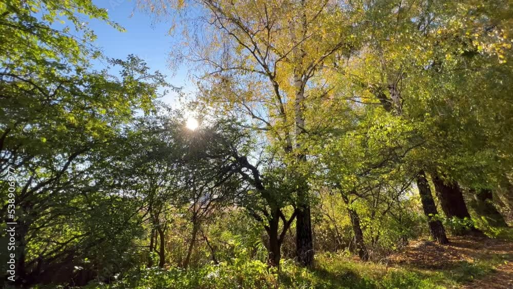 Panorama Forest Sunny Day Background Panorama Forest Sunny Day Background