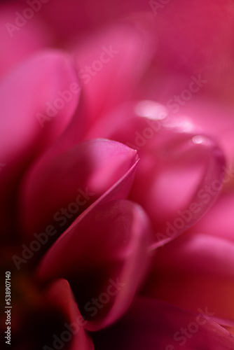 Macro dahlia flower petals