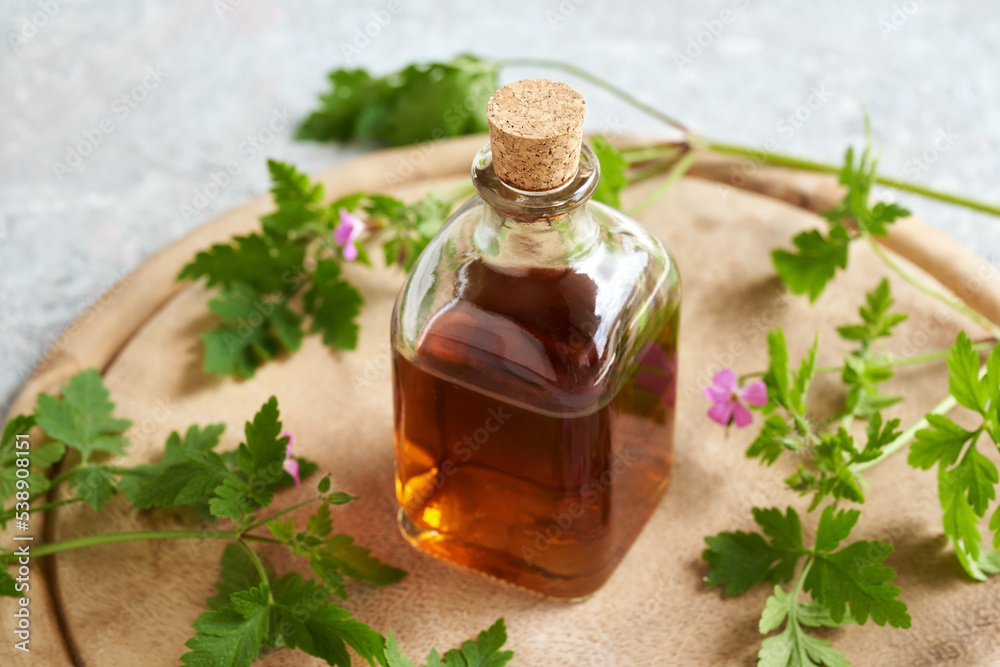 Herbal tincture with fresh blooming Geranium robertianum plant Herbal tincture with fresh blooming Geranium robertianum plant