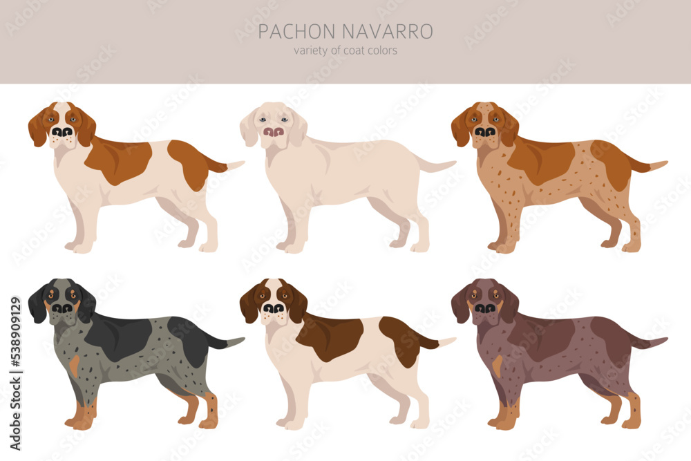 Pachon Navarro clipart. All coat colors set.  All dog breeds characteristics infographic