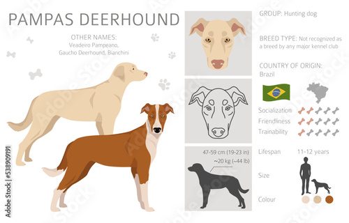 Pampas Deerhound clipart. All coat colors set.  All dog breeds characteristics infographic
