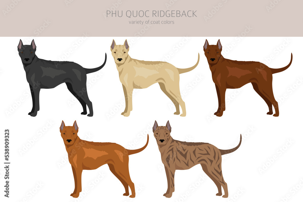 Phu Quoc Ridgeback clipart. All coat colors set.  All dog breeds characteristics infographic