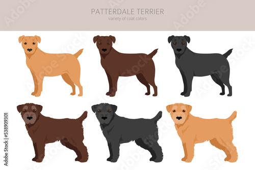 Patterdale terrier clipart. All coat colors set.  All dog breeds characteristics infographic