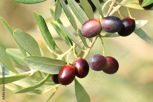 Olives on tree, fresh and healthy fruit, ready for harvest