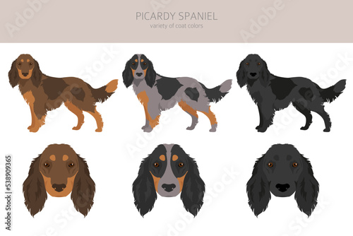 Picardy Spaniel clipart. All coat colors set. All dog breeds characteristics infographic