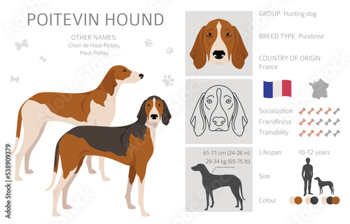 Poitevin Hound clipart. All coat colors set.  All dog breeds characteristics infographic