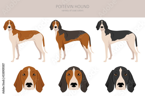 Poitevin Hound clipart. All coat colors set. All dog breeds characteristics infographic