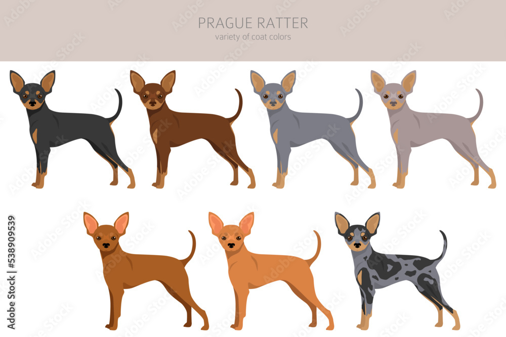 Prague Ratter clipart. All coat colors set.  All dog breeds characteristics infographic