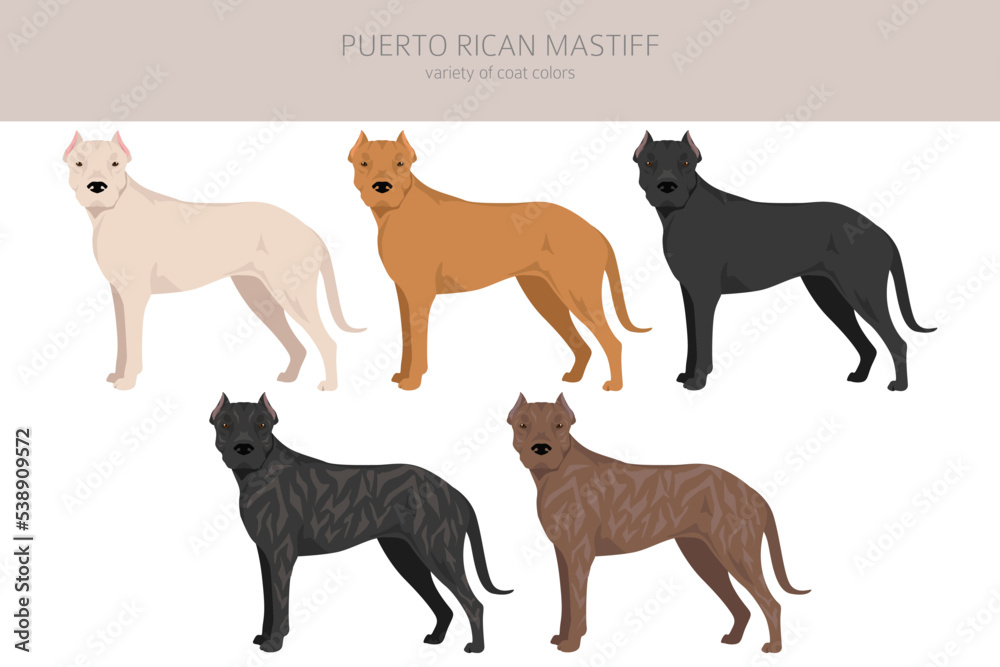 Puerto Rican Mastiff clipart. All coat colors set.  All dog breeds characteristics infographic