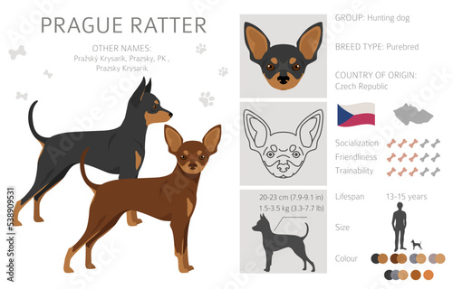 Valokuvatapetti Prague Ratter clipart