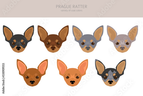 Prague Ratter clipart. All coat colors set. All dog breeds characteristics infographic