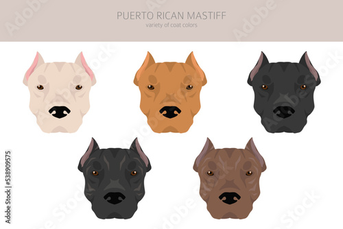 Puerto Rican Mastiff clipart. All coat colors set.  All dog breeds characteristics infographic photo