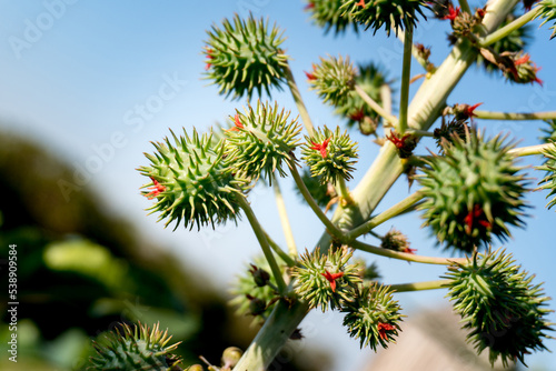Pointed and green seed of castor plant with red accents (Ricinus communis L.)