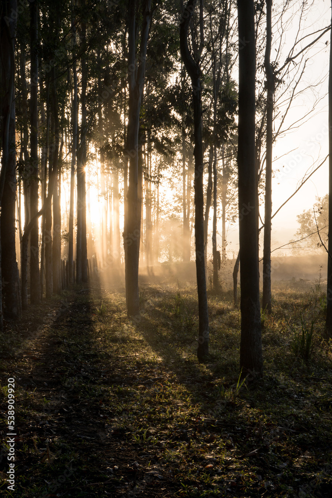 Naklejka premium Incredible wonderful sunrise light between the eucalyptus plantation