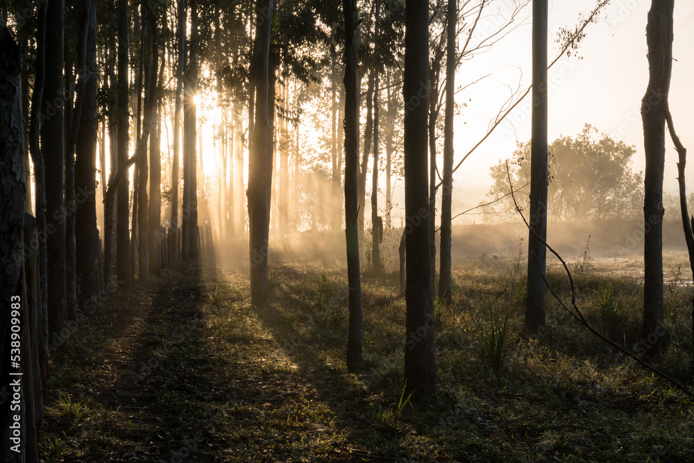Incredible wonderful sunrise light between the eucalyptus plantation