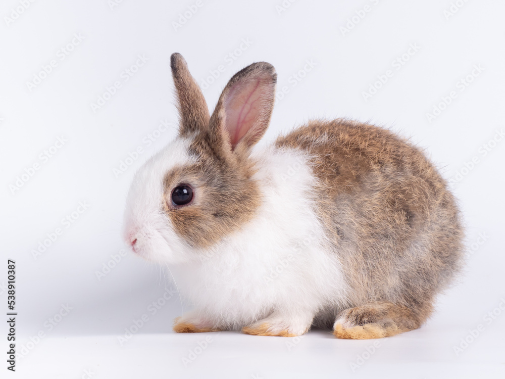 Adorable baby rabbit sitting on white background.