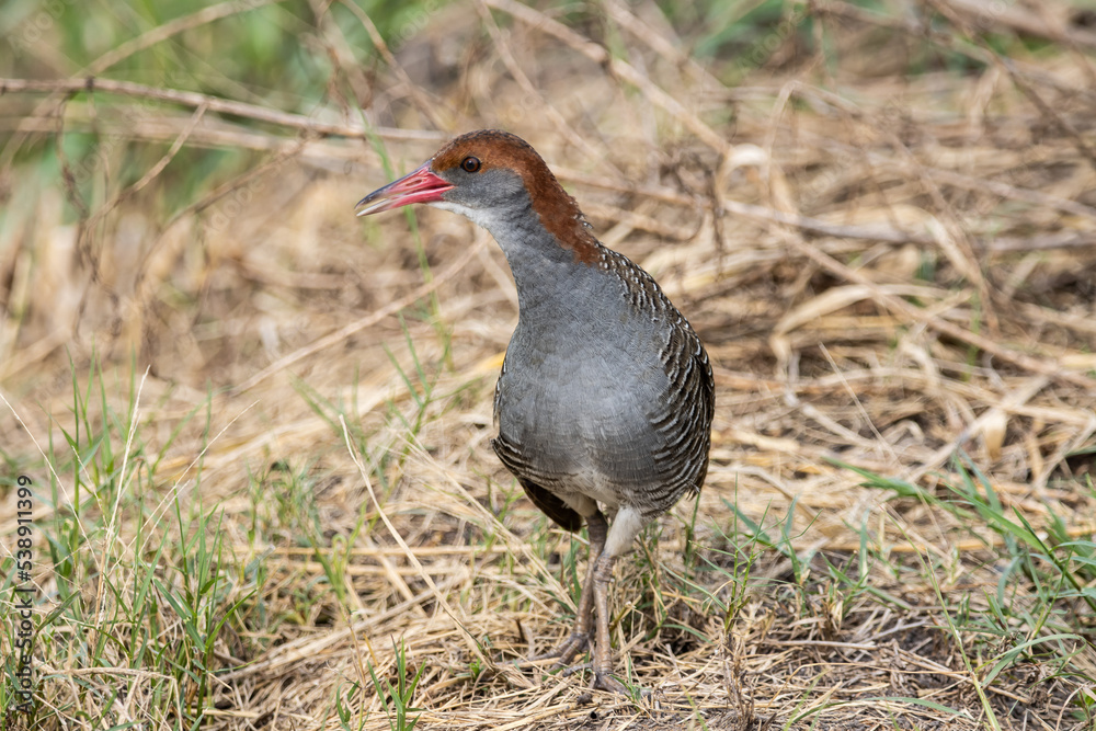 Slaty-breasted Rail on the ground close up shot. Slaty-breasted Rail on the ground close up shot.